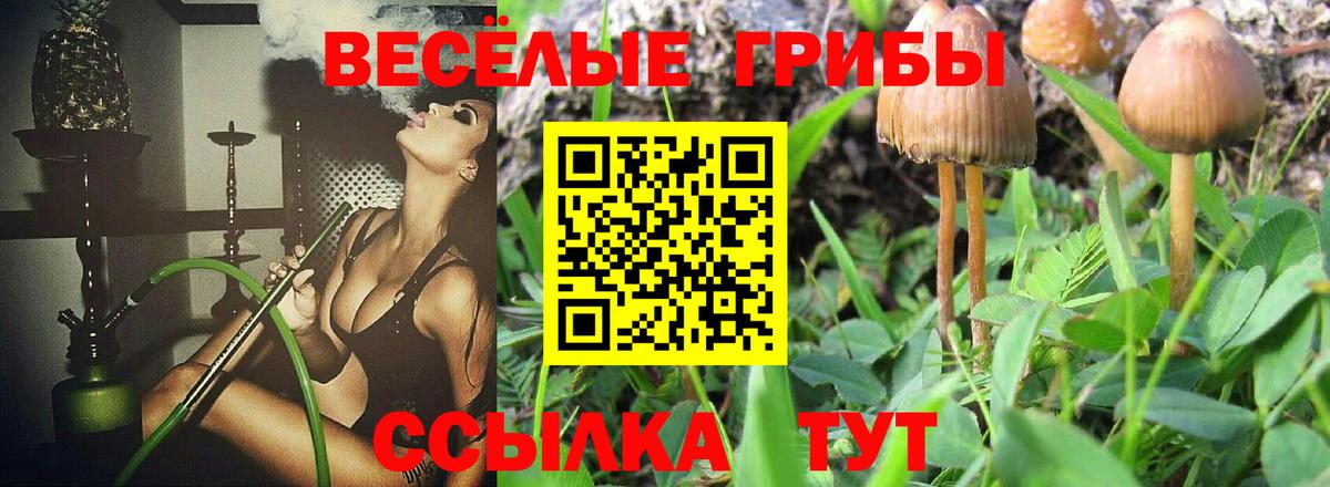 Псилоцибиновые грибы Psilocybine cubensis Кемерово